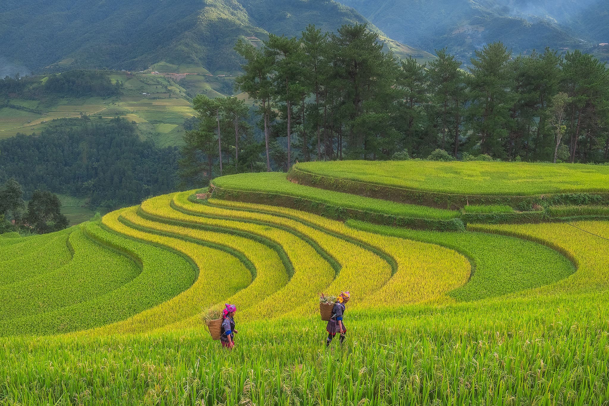 Sapa